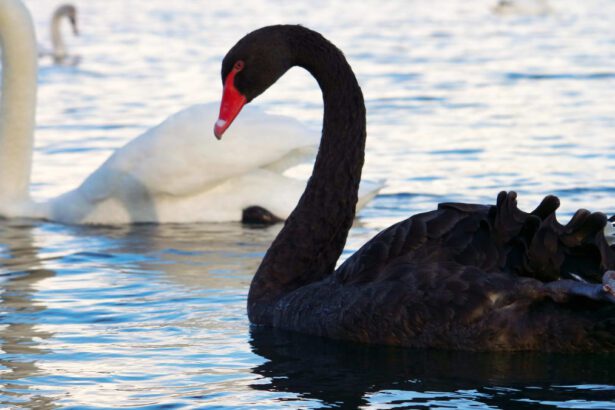 A Private Equity Black Swan Event Poses Huge Risk To