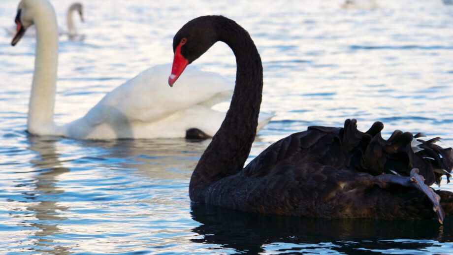 A Private Equity Black Swan Event Poses Huge Risk To